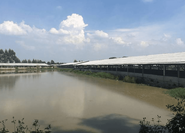 養(yǎng)殖污水處理消泡劑應用場景